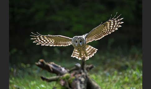 Habichtskauz (Strix uralensis)