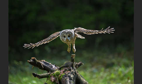 Habichtskauz (Strix uralensis)