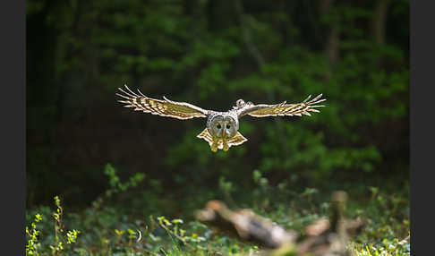 Habichtskauz (Strix uralensis)