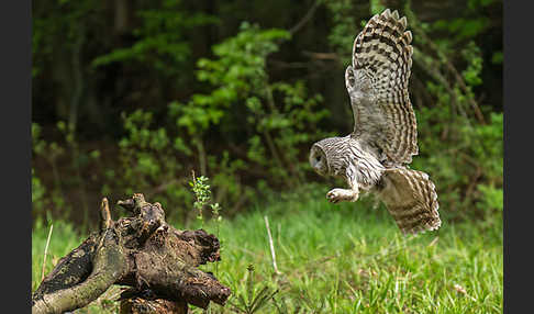 Habichtskauz (Strix uralensis)