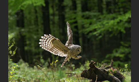 Habichtskauz (Strix uralensis)