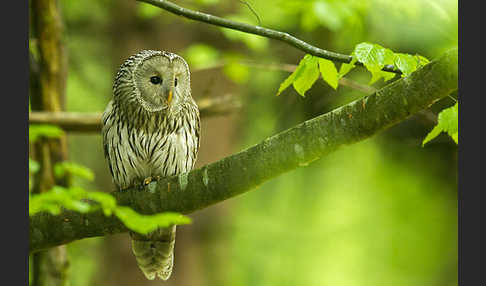 Habichtskauz (Strix uralensis)