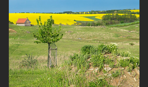 Thüringen (Thuringia)