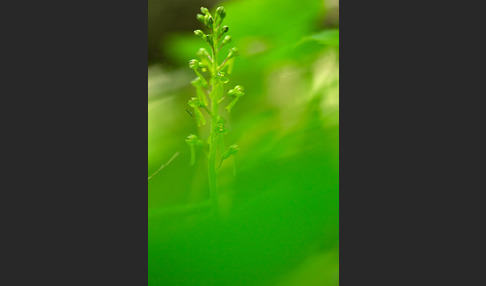 Großes Zweiblatt (Listera ovata)