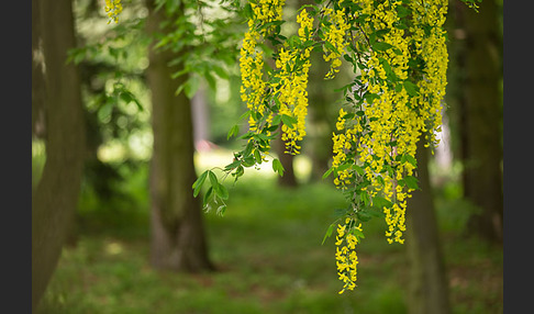 Goldregen (Laburnum)