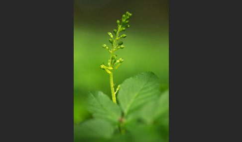 Großes Zweiblatt (Listera ovata)