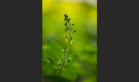 Großes Zweiblatt (Listera ovata)