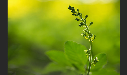 Großes Zweiblatt (Listera ovata)