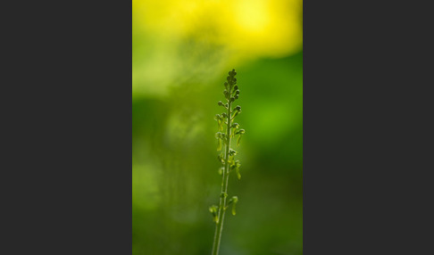 Großes Zweiblatt (Listera ovata)