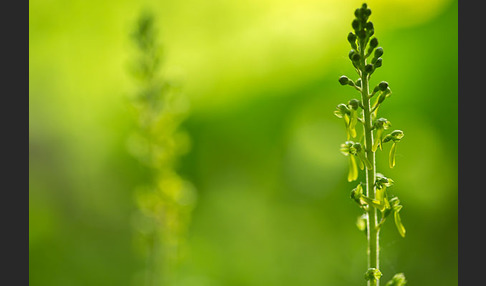 Großes Zweiblatt (Listera ovata)