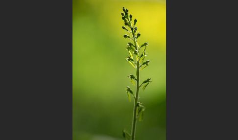 Großes Zweiblatt (Listera ovata)