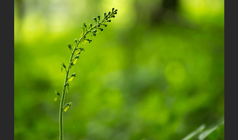 Großes Zweiblatt (Listera ovata)