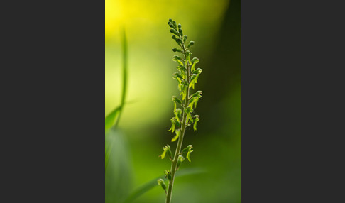 Großes Zweiblatt (Listera ovata)