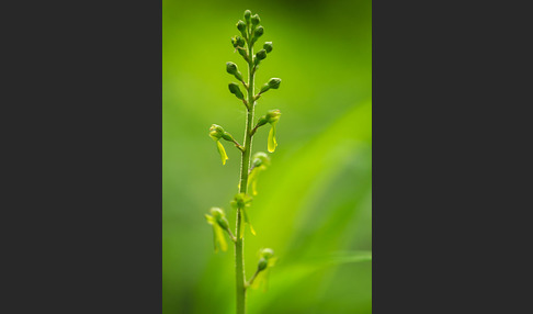 Großes Zweiblatt (Listera ovata)