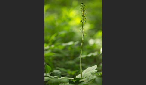 Großes Zweiblatt (Listera ovata)