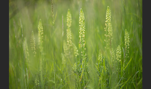 Färber-Wau (Reseda luteola)