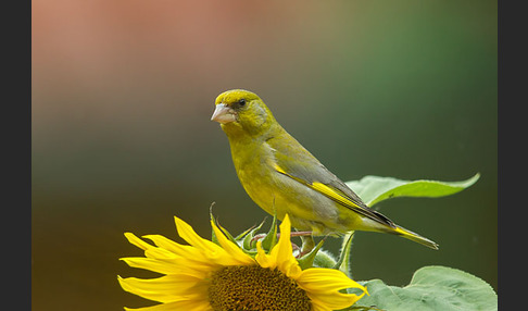 Grünfink (Carduelis chloris)