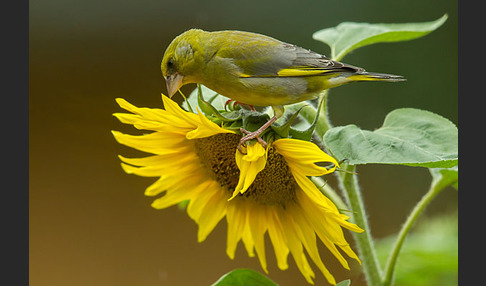 Grünfink (Carduelis chloris)