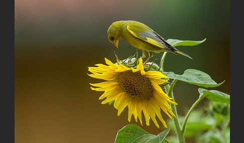 Grünfink (Carduelis chloris)