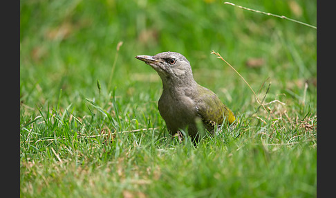 Grauspecht (Picus canus)