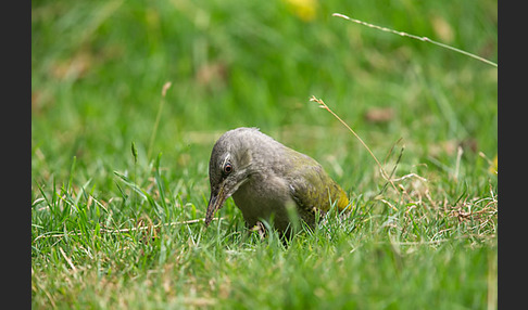 Grauspecht (Picus canus)