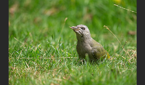 Grauspecht (Picus canus)