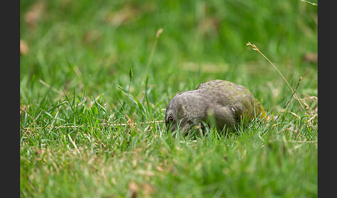 Grauspecht (Picus canus)