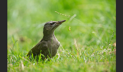 Grauspecht (Picus canus)