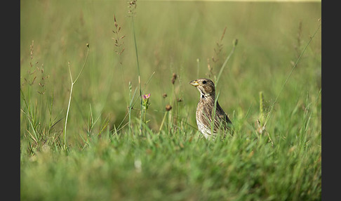 Grauammer (Miliaria calandra)