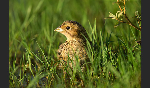 Grauammer (Miliaria calandra)