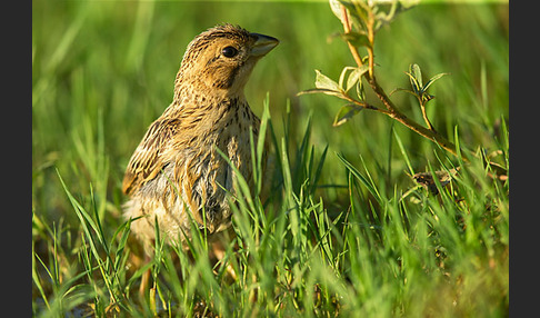 Grauammer (Miliaria calandra)