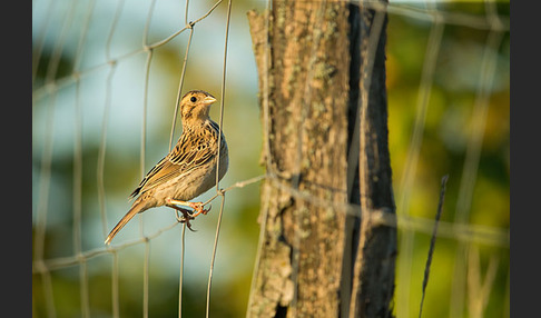 Grauammer (Miliaria calandra)