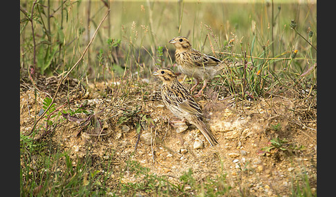 Grauammer (Miliaria calandra)