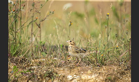 Grauammer (Miliaria calandra)