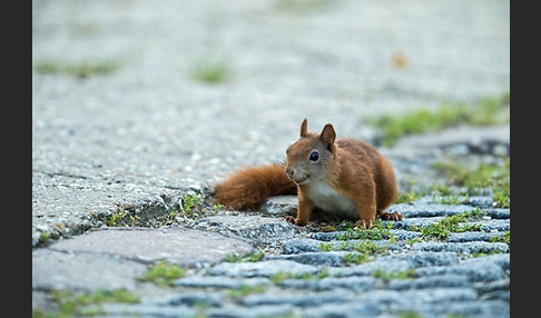 Eichhörnchen (Sciurus vulgaris)