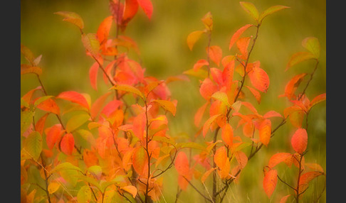 Faulbaum (Frangula alnus)