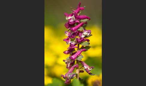 Hohler Lerchensporn (Corydalis cava)