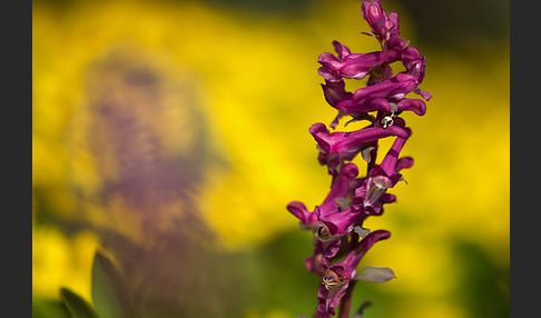 Hohler Lerchensporn (Corydalis cava)