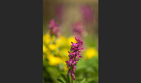 Hohler Lerchensporn (Corydalis cava)