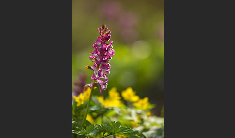 Hohler Lerchensporn (Corydalis cava)