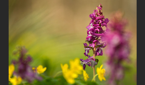 Hohler Lerchensporn (Corydalis cava)