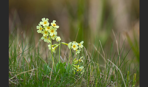 Hohe Schlüsselblume (Primula elatior)