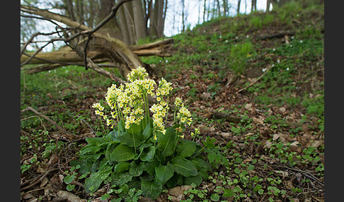 Hohe Schlüsselblume (Primula elatior)