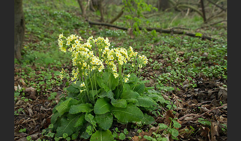 Hohe Schlüsselblume (Primula elatior)