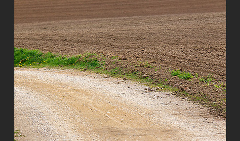 Intensive Landwirtschaft (industrial agriculture)