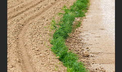 Intensive Landwirtschaft (industrial agriculture)