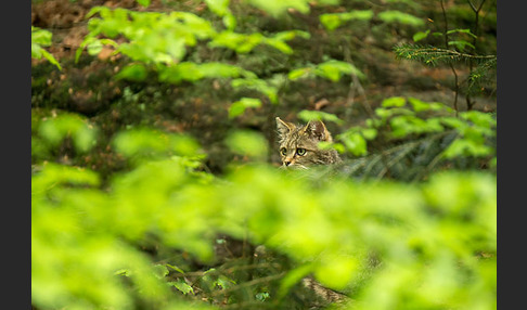 Wildkatze (Felis silvestris)