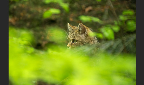 Wildkatze (Felis silvestris)