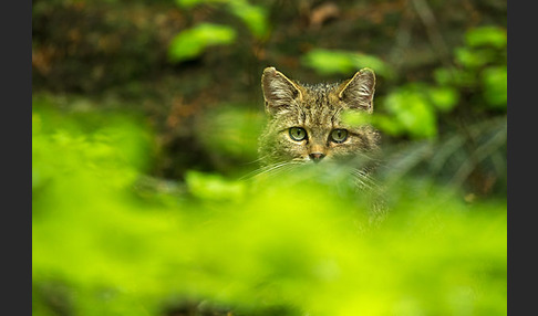 Wildkatze (Felis silvestris)