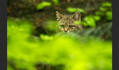 Wildkatze (Felis silvestris)